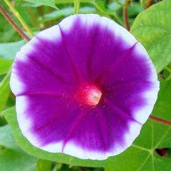 Ipomoea nil 'Xiong' Seeds - Xiongs Japanese Morning Glory- Vine, Creeper, Climber