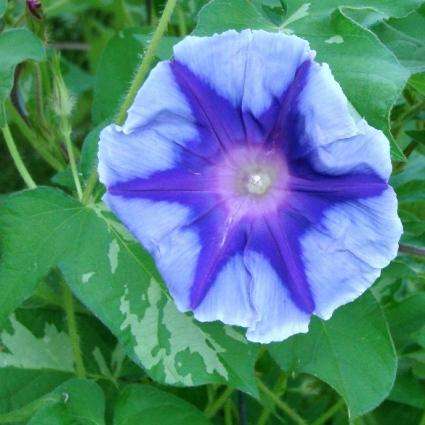 10 Ipomoea nil ï¿½Hippieï¿½ Seeds - ï¿½Hippieï¿½ Japanese Morning Glory- Vine, Creeper, Climber
