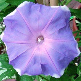 4 Ipomoea nil Fuji Musume Seeds - Fuji Musume Japanese Morning Glory- Vine, Creeper, Climber