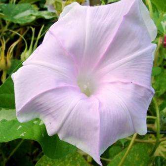 10 Ipomoea nil Marshmallow Seeds - Marshmallow Japanese Morning Glory- Vine, Creeper, Climber