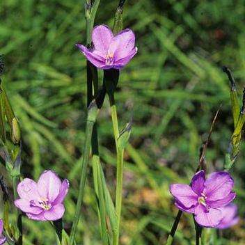 Aristea pauciflora - 10 Seed Pack - Perennial Indigenous South African Bulb - Flat Ship Rate