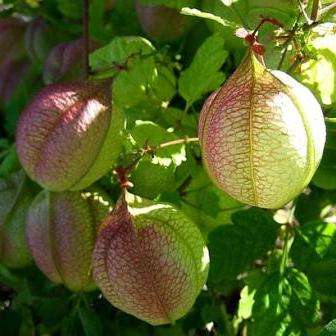 10 Cardiospermum corindum Seeds - Balloonvine - Indigenous Climber Creeper Vine