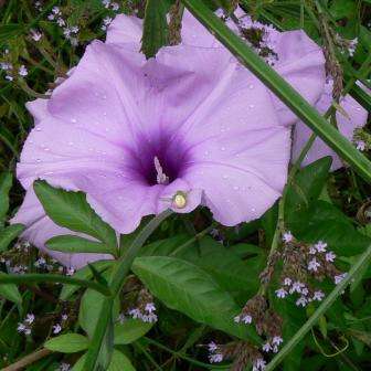 Ipomoea cairica Seed - Cairo Morning Glory - Exotic Climber Creeper Vine