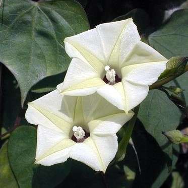 10 Ipomoea obscura Seed - Obscure Morning Glory - Indigenous Climber Creeper Vine