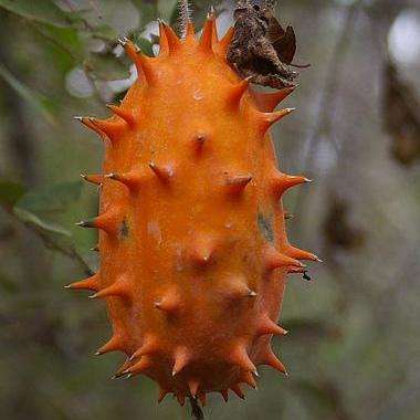 African horned cucumber - Cucumis metuliferus Seeds - Indigenous Vine Edible Fruit