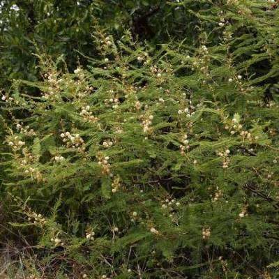 10 Acacia arenaria Seeds - Sand Acacia Tree Seeds - Indigenous