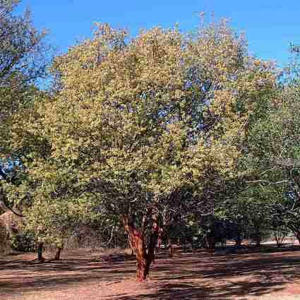 10 Albizia harveyi Seeds - Sickle-leaved Albizia Tree Seeds - Indigenous