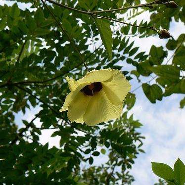 Azanza garckeana Seeds - Snot Apple Tree Seeds - Indigenous Edible Fruit