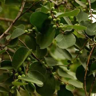 10 Bridelia mollis Seeds - Velvet Sweetberry Tree Seeds - Indigenous Edible Fruit