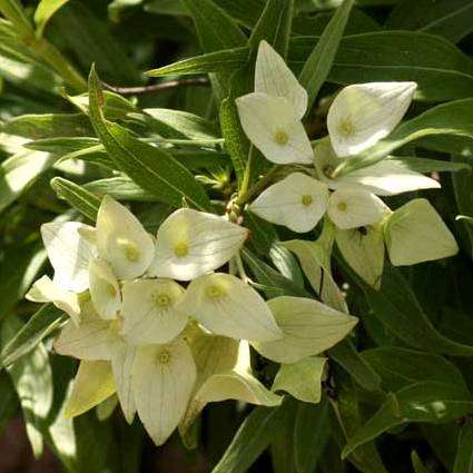 10 Carphalea pubescens Seeds - Cups & Saucers Tree Seeds - Indigenous