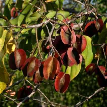 10 Combretum apiculatum Seeds - Red Bushwillow Tree Seeds - Indigenous