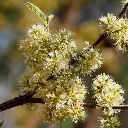 5 Combretum psidoides Seeds - Indigenous Tree Seeds
