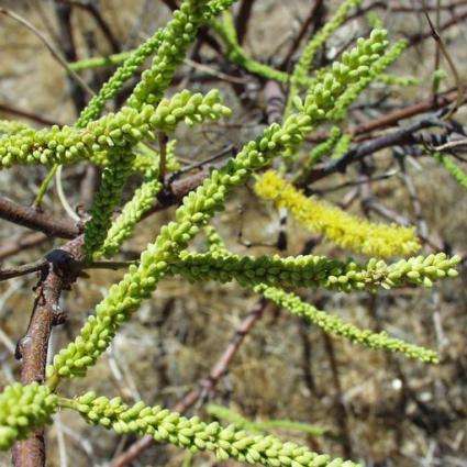10 Elephantorrhiza suffruticosa Seeds - Skew-leaved Sumach Bean Tree - Indigenous