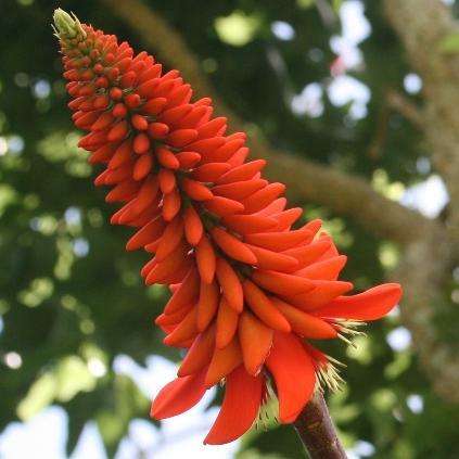 Erythrina livingstonia Seeds - Coral Tree - Indigenous