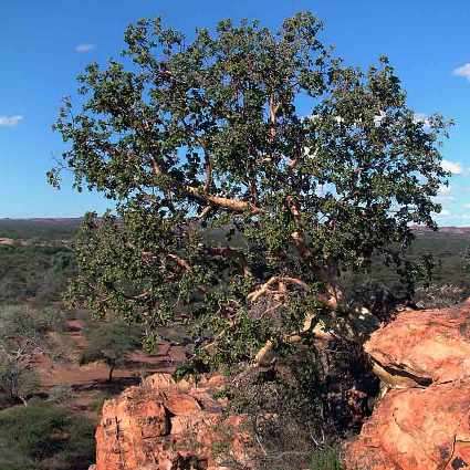 20 Ficus tettensis Seeds - Small Leaved Rock Fig Tree - Indigenous to South Africa