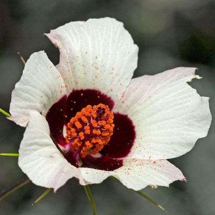 Hibiscus caesius Seeds - Dark-Eyed Hibiscus - Indigenous Shrub