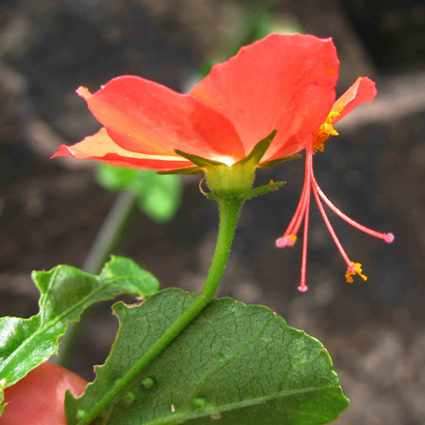 10 Hibiscus praeteritus Seeds - Indigenous Shrub