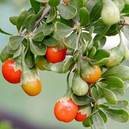 10 Lycium ferocissimum Seeds - African Boxthorn - Indigenous Shrub