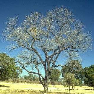 Pterocarpus angolensis Seeds - Transvaal Teak Tree - Indigenous
