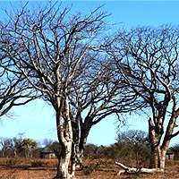 Schinziophyton rautanenii Seeds - Manketti Tree - Indigenous