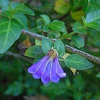 Sclerochiton harveyanus Seeds - Blue Lips Tree - Indigenous