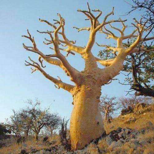 Sterculia quinqueloba Seeds - Large Leaved Star Chestnut Tree - Indigenous