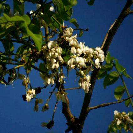 Xeroderris stuhlmannii Seeds - Wing Pod Tree - Indigenous