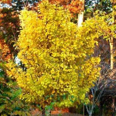 5 Ginkgo biloba Seeds - Maidenhair Tree Seeds