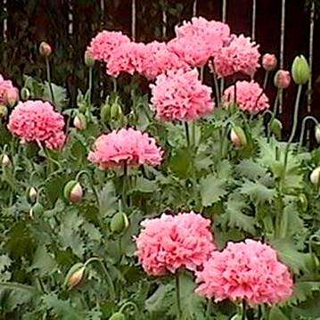 50 Papaver somniferum Bombast Rose Poppy Seeds - Annual Seeds