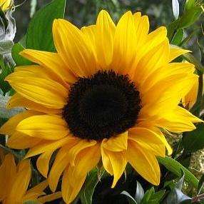 10 Helianthus annuus Ebony & Gold Sunflower Seeds - Annual Seeds