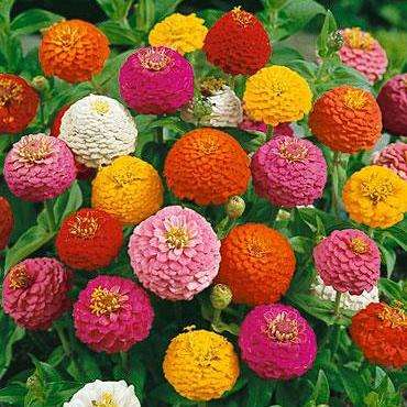 Zinnia elegans 'Dwarf Lilliput Mix' Seeds - Annual Seeds