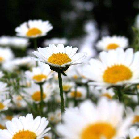 Chrysanthemum paludosum Seeds - Snow Daisy, Creeping Daisy - Annual Seeds