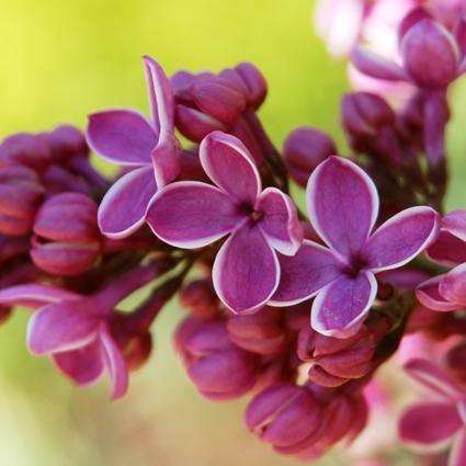 Syringa vulgaris Seeds - French Lilac Fragrant Shrub Seeds + Get Free Seeds with All Orders