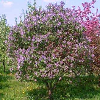 Syringa vulgaris Seeds - French Lilac Fragrant Shrub Seeds + Get Free Seeds with All Orders