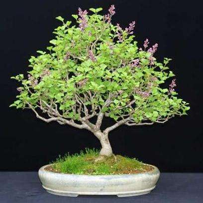 5 Syringa vulgaris Bonsai Tree Seeds - French Lilac Bonsai Seeds