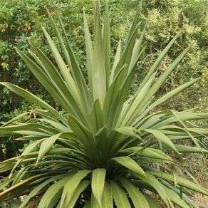 Cordyline indivisa Tree Seeds - Blue Dracaena Seeds - Massive Growing Range - Flat Ship Rate