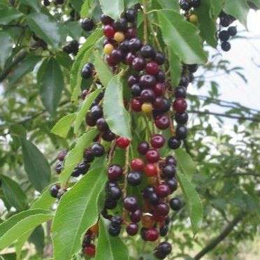 5 Black Wild Cherry Seeds - Prunus serotina Edible Fruit Tree Seeds