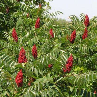 10 Rhus typhina Seeds - Stag Horn Sumach Tree Seeds - Staghorn Sumach - Worldwide Delivery