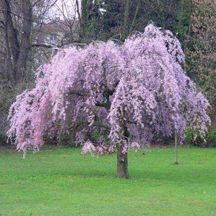 5 Prunus subhirtella pendula Seeds - Weeping Higans Cherry Tree Seeds