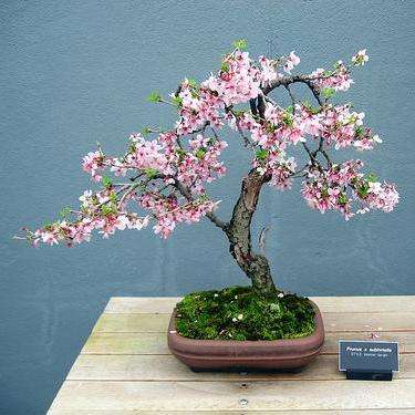 5 Weeping Higans Cherry Tree - Prunus subhirtella pendula Bonsai Tree Seeds