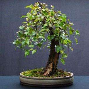 5 Chinese Red Paper Bark Birch - Betula albosinensis Bonsai Tree Seeds