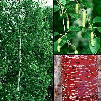 Betula albosinensis Tree Seeds - Chinese Red Paper Bark Birch Seeds
