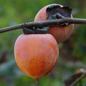 5 Diospyros virginiana Seeds - American persimmon Tree Seeds - Edible Fruit
