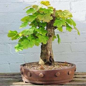Acer pseudoplatanus, Sycamore Maple Bonsai - 4 Seed Pack + Free eBook - Exotic