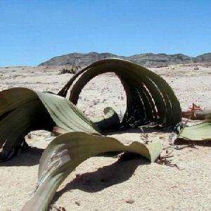 5 Welwitschia mirabilis Seeds (RARE) - Grows 2000 years old! - Succulents