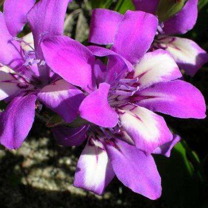 10 Babiana nana Seeds - Buy Seeds for South African Indigenous Bulbs - Worldwide Shipping!
