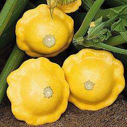 Patty Pan Sunburst Seeds - Vegetable Seeds