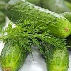 Boston Pickling Cucumber Seeds - Vegetable Seeds ~ Cucumis sativus Seeds