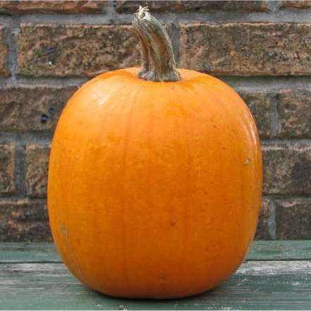 5 Jack O Lantern Pumpkin Seeds - Fresh Vegetable Seeds For Sale in South Africa