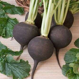 Radish Round Black Spanish Seeds - Raphanus sativus Seeds - Heirloom Vegetable Seeds